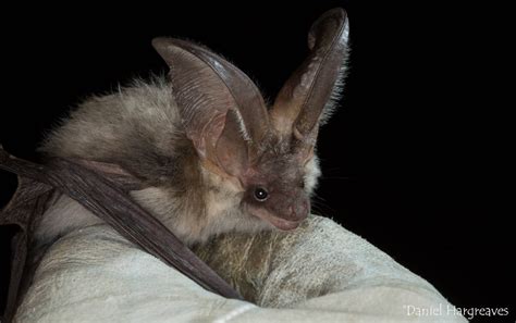  This made them smaller and gave some of them erect bat ears, which were not considered desirable in England
