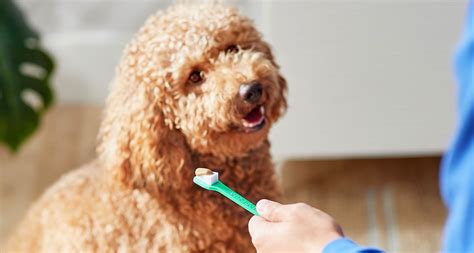  This makes good, consistent dental care for dogs even more important for them