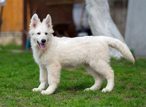  This makes identifying a white German Shepherd very simple and also closely resembles their wolf ancestors