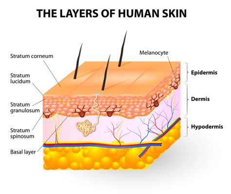  This makes it possible for the skin to absorb the compounds and use them in higher concentrations in the exact place where they are hurting