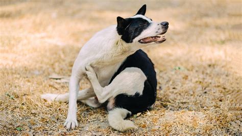  This may be the cause of your itchy dog, too