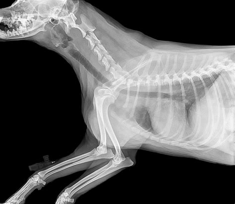  This may lead to x-rays and imaging of your dog to understand the depth of the condition such as fluid accumulation in the abdomen or legs