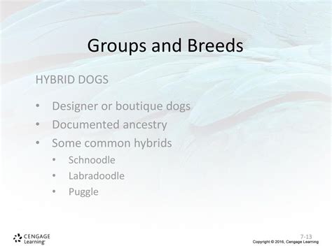  This means that the dogs have a well-documented ancestry with known champions or show dogs in their bloodline, which further emphasizes breeding quality and lineage