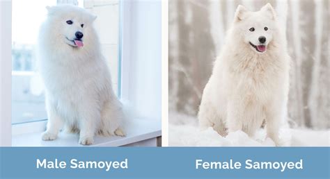  This means that while your male Samoyed might fit happily in a large harness, your female Samoyed might well need a medium one