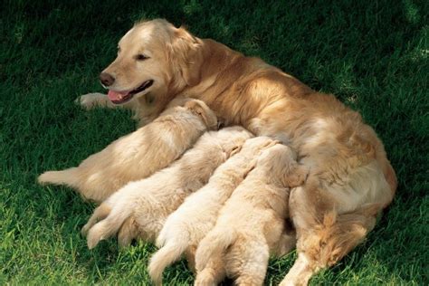  This means that you will need to care for her puppies and deal with a potentially sick and struggling mama, too! Mom is anesthetized The first thing after she is prepped for surgery shaved around her tummy is to put her under anaesthesia
