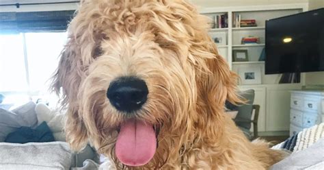  This means the person training a Goldendoodle needs to be strong-willed, firm and consistent — but never harsh or aggressive