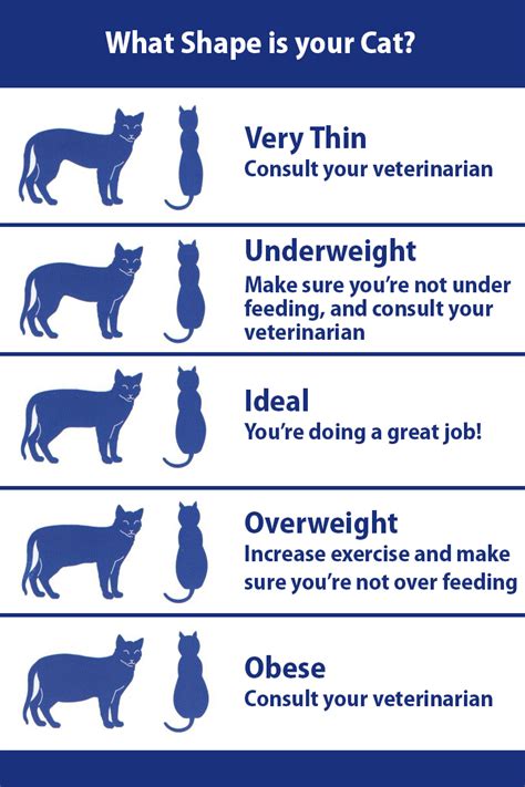  This means those with a larger feline friend weighing more than 12 lbs