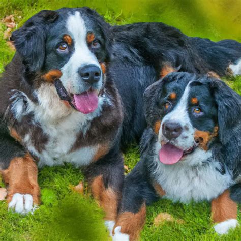  This means we screen for both Poodle and Bernese Mountain Dog hereditary diseases