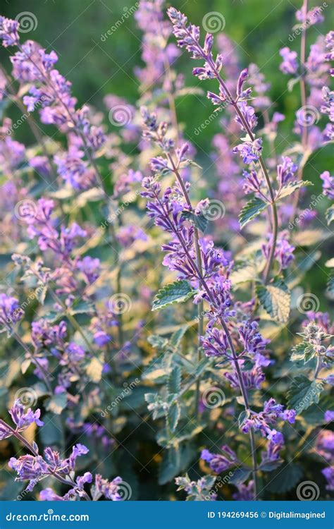  This member of the mint family, also known as Nepeta cataria, can calm down an upset stomach and make your dog feel more restful