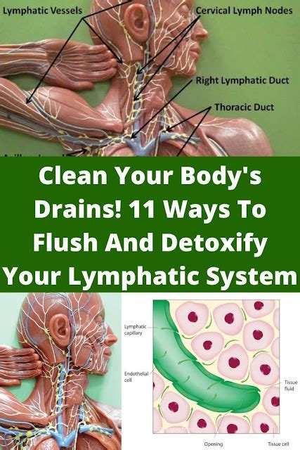  This method can help the body push out toxins deep within the muscles and organs to where the lymphatic system can filter them out