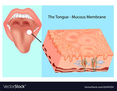  This method works best because the medicine is absorbed through the mucous membrane in the mouth and the CBD then goes directly into the bloodstream, for a more efficient and faster delivery