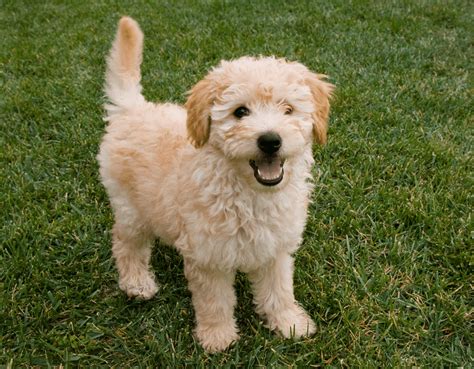  This mini goldendoodle version has a coat more similar to a poodle than of a golden retriever