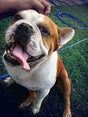  This miniature bulldog is often mistaken for the English bulldog and Boston terrier the other two dog breeds in the nonsporting group due to possessing a very close resemblance