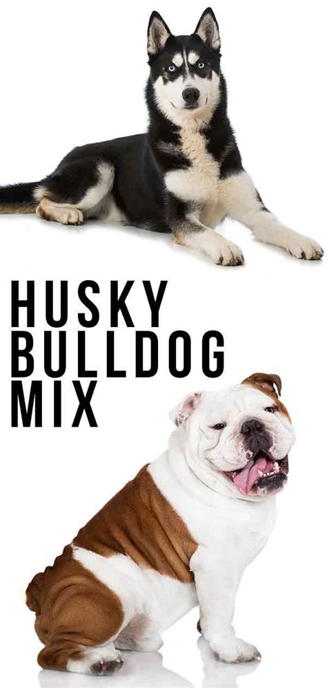  This mix will be high energy, and both parents were used as working dogs