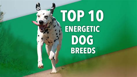  This mixed breed is an excellent choice for energetic pet owners who love to go outdoors often