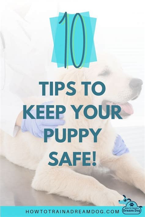  This not only keeps your puppy in a safe and protected area, it also helps to not overwhelm them