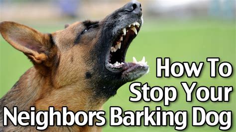  This not only makes life more serene for your dog, it improves relationships with neighbors by reducing barking! There are other reasons to consider CBD oil for pets