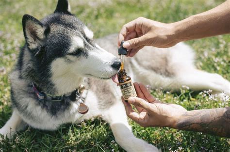  This oil is easy to administer and can be mixed with your dog