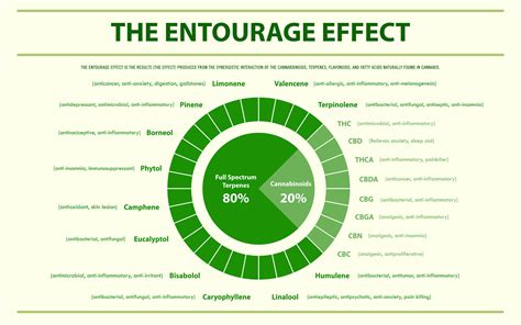  This phenomenon is known as the entourage effect