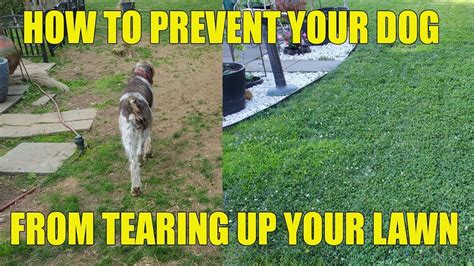  This prevents splitting and tearing, which can be painful for the dog
