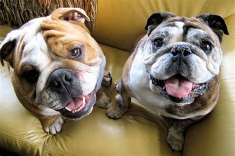  This price difference is often due to the breeding potential that comes with female Bulldogs