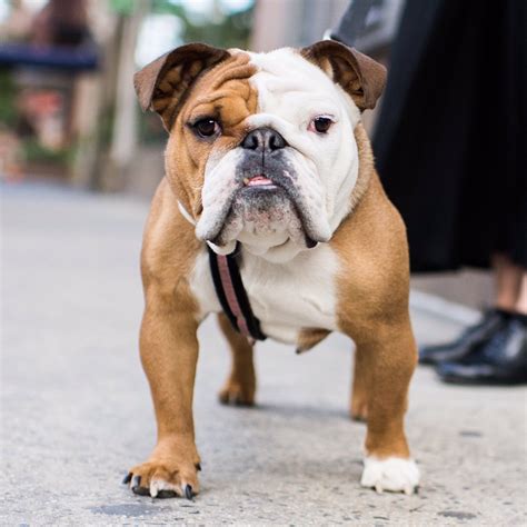  This rare, bulldog-type guard dog descends form Buck Lane