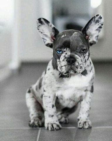  This rare French bulldog color is usually the most expensive due to their stunning looks and variety of rare coats