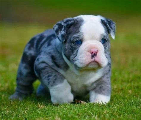  This rarity makes blue English Bulldog puppies more expensive than their counterparts with more common coat colors