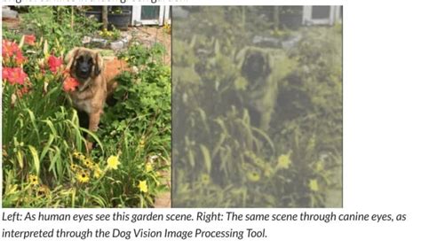  This shapes how your dog sees the world and how he is able to absorb and digest information