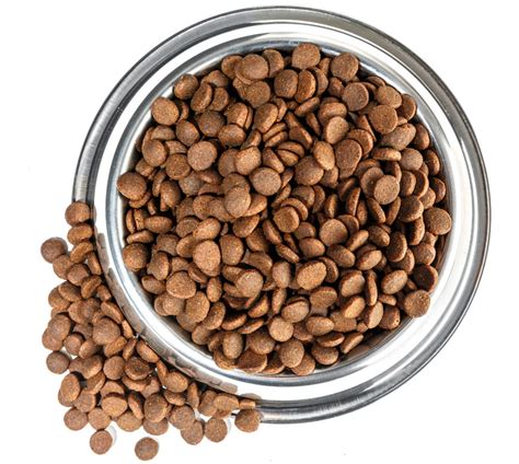  This should be in the form of a dry dog food , but you can always consult your vet if you have questions about what dog food is going to be best for your pooch