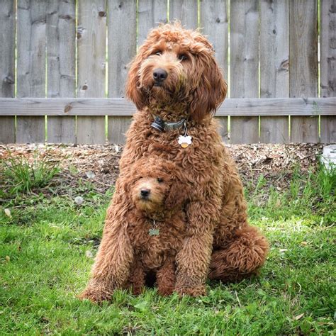  This size Goldendoodle is the sweet spot — people who live in large homes with enclosed yards and those who live in condominiums or townhouses love this size