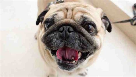  This smart collar could be the answer to several concerns pug owners face