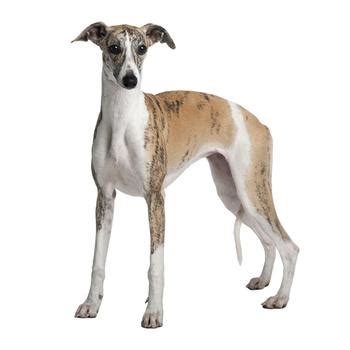  This smooth coated breed does best with routine brushing which is essential to maintain healthy skin and a healthy coat