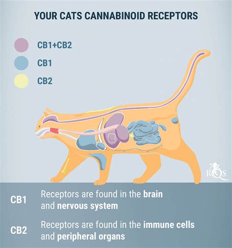  This study found that, while CBD affected cats less intensely than dogs, it did not cause any serious negative effects