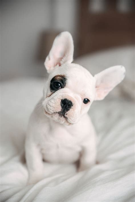  This super cute French Bulldog puppy is a real social butterfly and loves playing outside in the yard with the kids! He will fill your life with lots of kisses and love
