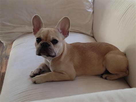  This supplement can be especially beneficial for growing puppies, such as French Bulldogs, who require extra nutrients to support their development