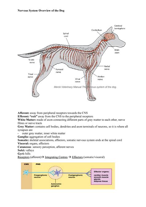  This system is made up of receptors that are all over your dogs body especially in the digestive system