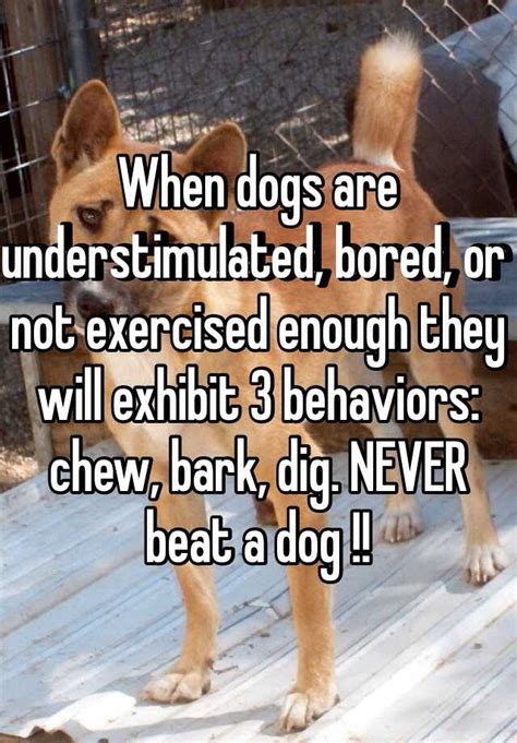  This temperament will also cause them to bark and chew if bored