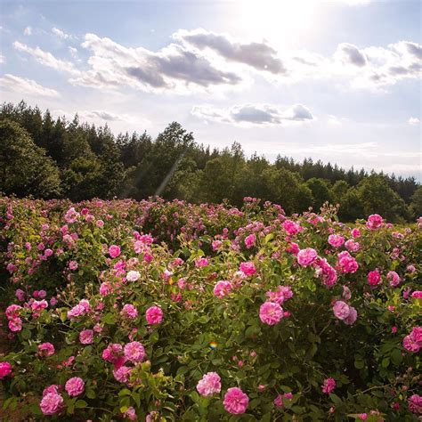  This temperate climate is also very favorable for growing roses