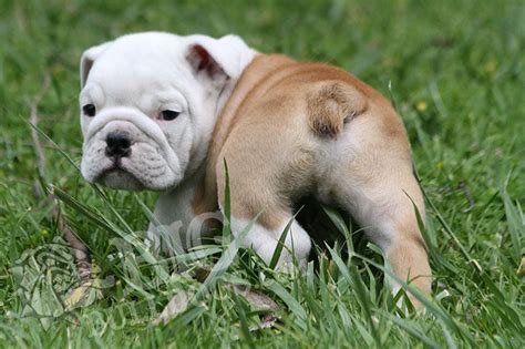  This time, breeders focused on developing a dog with a sweet and gentle temperament instead of an aggressive one, while still maintaining the Bulldog