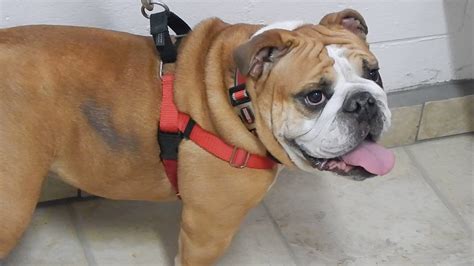  This type of alopecia is most common in English bulldogs