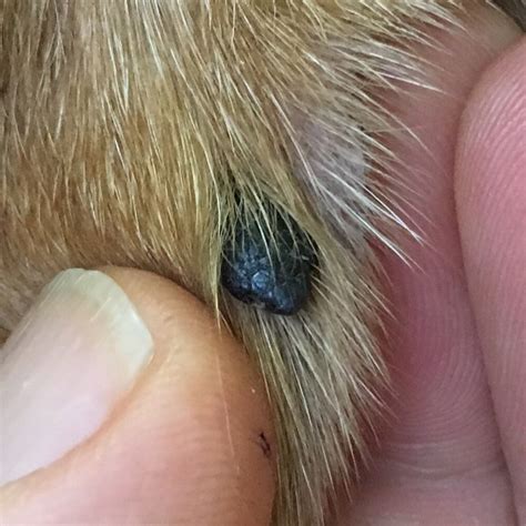  This type of dog skin cancer is most often found in the mouth gums, lips, palate and feet but can occur anywhere on the body
