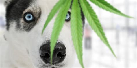  This typically occurs due to pet ingestion of marijuana that has not been kept safely stored away by owners