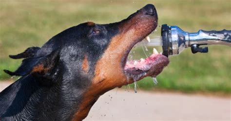  This typically presents itself as an increased thirst in your pet