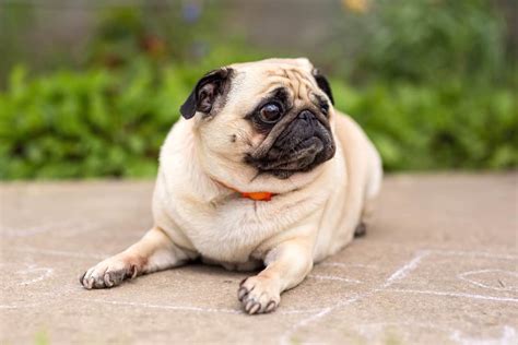  This usually hits Pugs that are two to three years of age but may also occur as early as six months or as late as seven years old