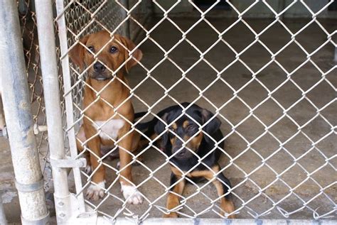 This valuable article offers 41 tips to spot a puppy mill-type breeder and steer clear