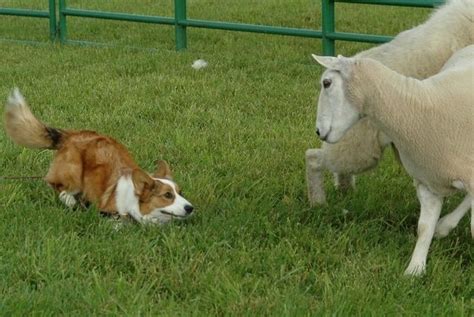 This versatile breed does well in agility, tracking, herding, and therapy work