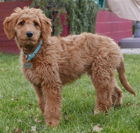  This version is super intelligent and loving, and usually seems to have more energy than the other versions of Mini goldendoodles