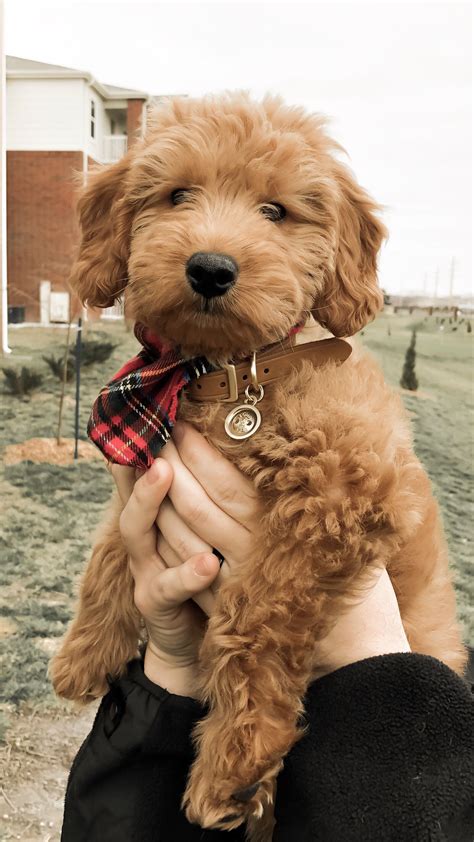  This version of mini goldendoodle usually has soft wavy or curly puppy fur