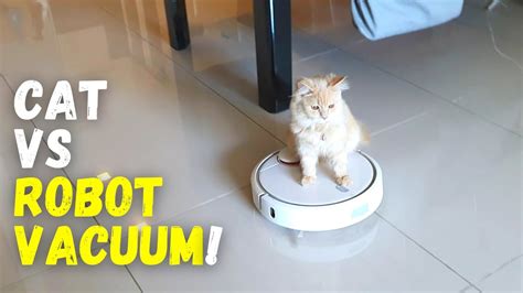  This video features several kitties sharing the same vacuum